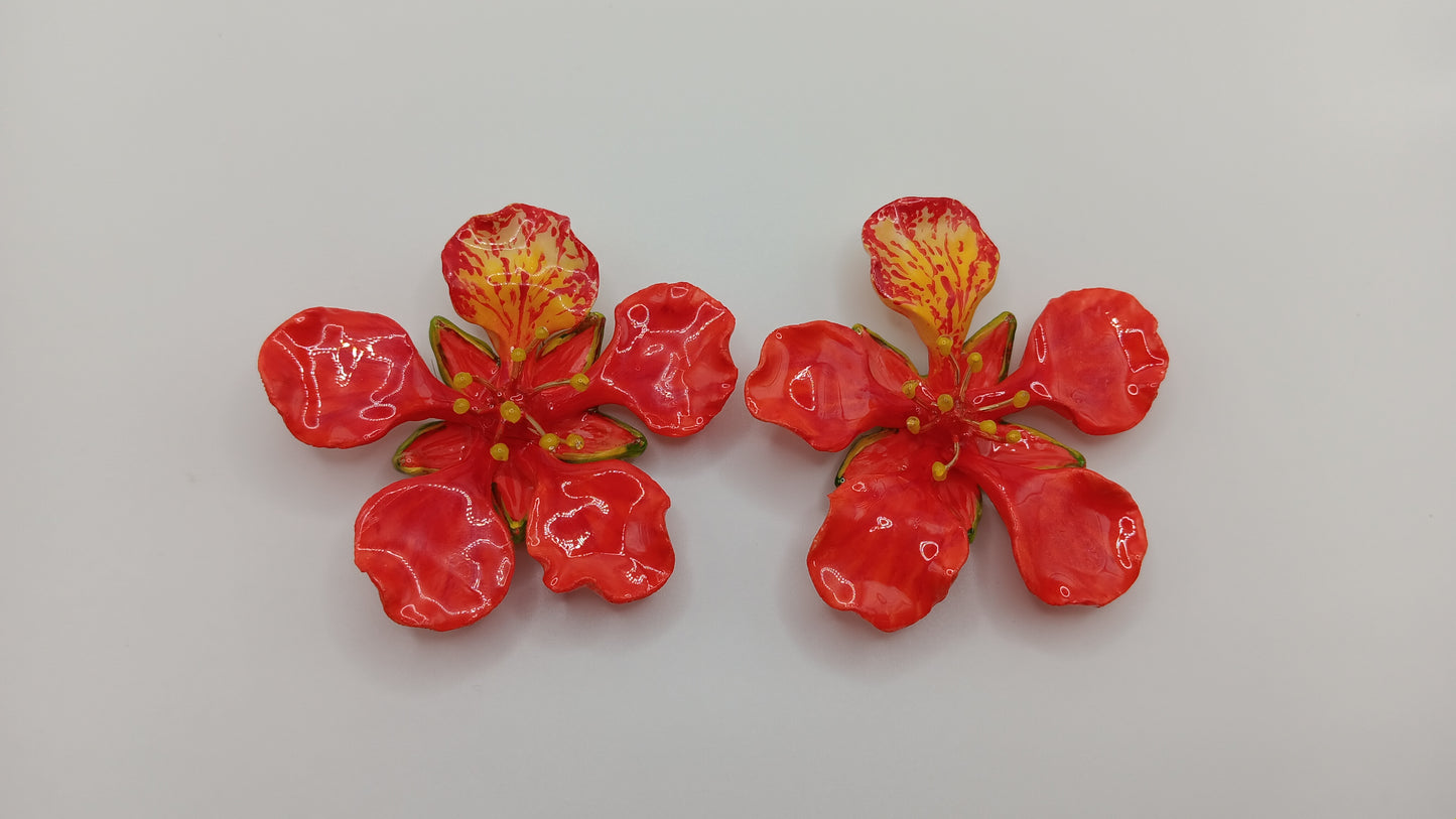 Royal Poinciana PRE-ORDER